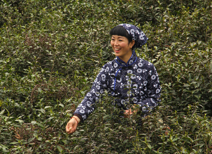 牡丹在线免费观看 热门2